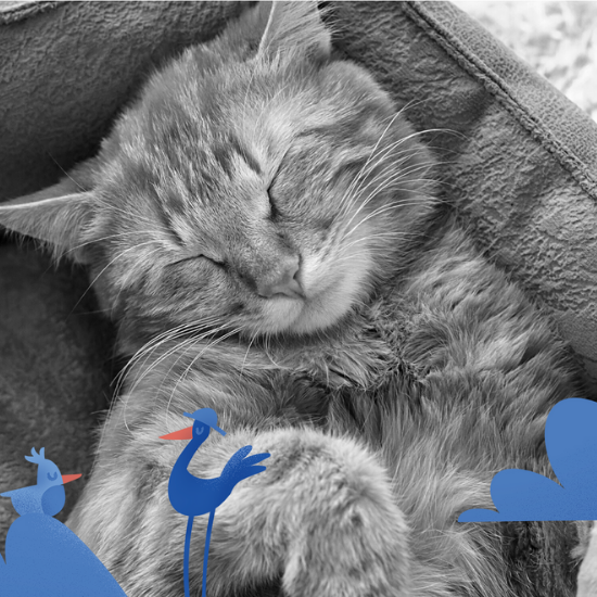 Sleeping Cats Explained: What Your Cat’s Sleep Positions Mean